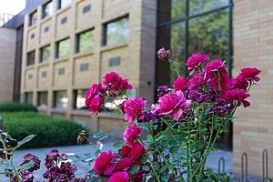 pink flowers in front of WWU building
